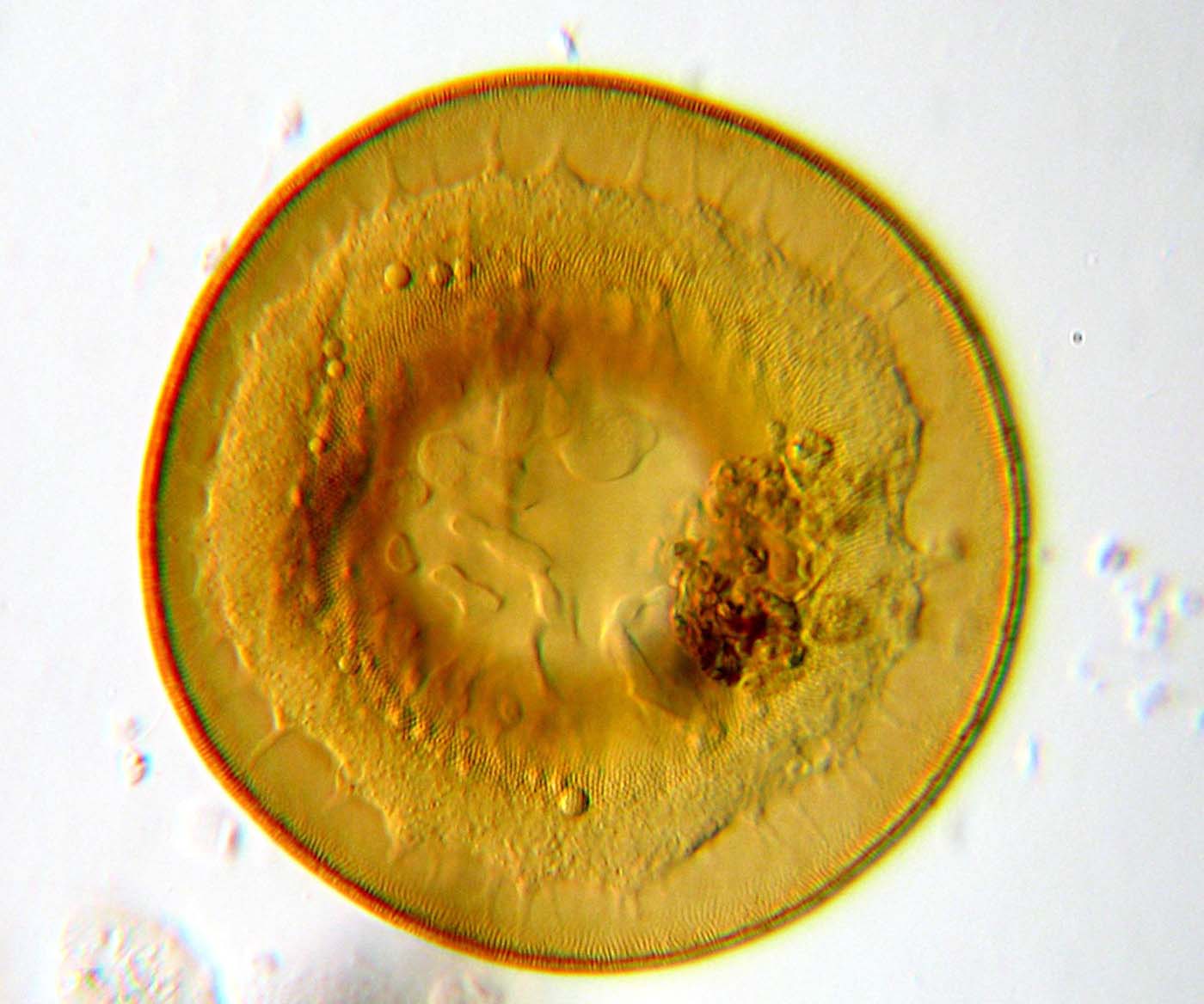 Tecamebe Eugliphia sp.